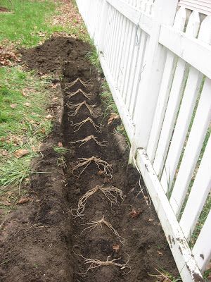 Happy Home: How to Plant Asparagus in your Home Garden How To Plant Asparagus, Planting Asparagus, Asparagus Bed, Plant Asparagus, Asparagus Garden, Asparagus Plant, Growing Asparagus, Gardening Tricks, Raised Vegetable Gardens