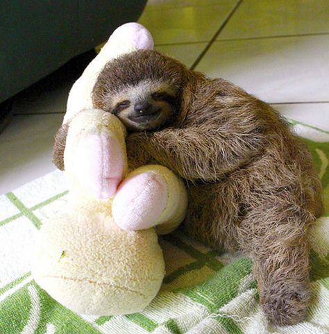 Sloth and friend Baby Sloth, Baby Sloth Pictures, Cute Sloth Pictures, Sloth Sleeping, Sloth Life, Cute Sloth, Cute Creatures, Sweet Animals, Cat Dog