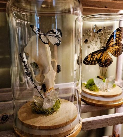 Bug Specimen Display, Butterfly Dome Display, Bee Taxidermy Art, Butterfly Specimen Display, Butterfly Display Ideas, Bug Taxidermy Art, Bug Pinning Display, Oddities Decor Diy, Butterfly Taxidermy Decor