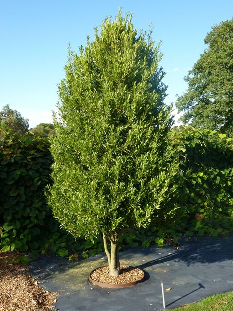 Potted Gardens, Bay Laurel Tree, House Van, Bay Laurel, Laurel Tree, Architectural Plants, Laurus Nobilis, Bay Tree, Plants Ideas