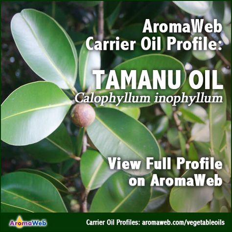 Tamanu Oil | AromaWeb Tamanu Oil Benefits, Book Area, Essential Oil Safety, Tamanu Oil, Reducing Inflammation, Aromatherapy Massage, Carrier Oil, Linoleic Acid, Oil Benefits