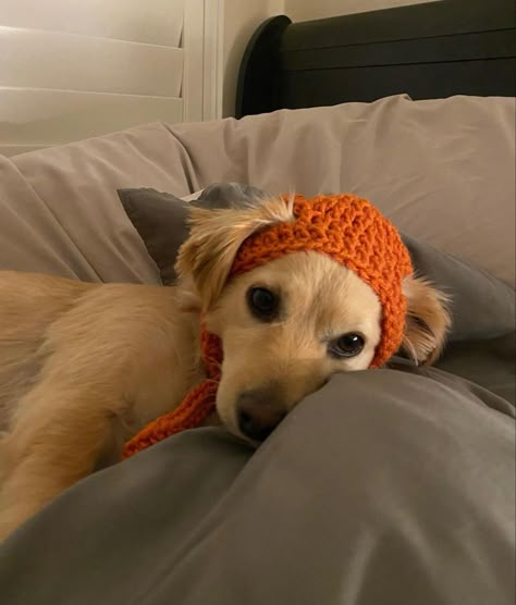 Puppy Hats Crochet For Dogs, Dog Bonnet Crochet, Crochet Projects For Dogs Ideas, Knitted Dog Accessories, Crochet Hats For Animals, Crochet Dog Balaclava, Pet Crochet Hat, Crochet Hat Dog, Things To Crochet For Dogs