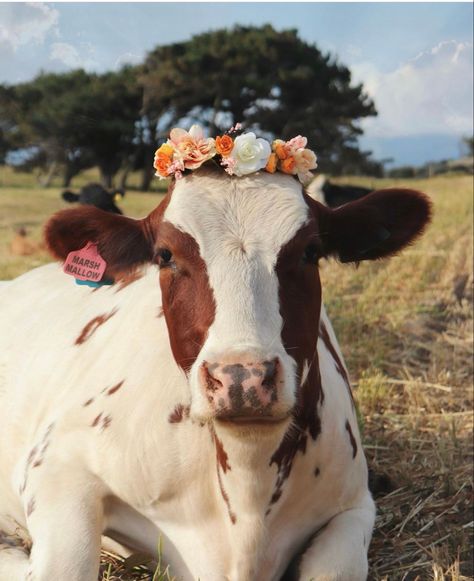 Pretty cow Cottagecore Cow, Pet Cows, Cow Photography, Cow Wallpaper, Welcome To My Home, Cow Photos, Holstein Cows, Farm Cow, Flowers Wallpapers