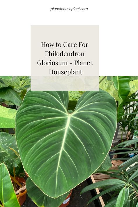 This post may contain affiliate links. Read the full disclosure here. I bought my Philodendron Gloriosum as a baby and I love it. It’s grown reasonably quickly for a plant known for it’s slow-growing tendencies so I think I’ve got to grips with how to care for it. Philodendron gloriosum is a stunning plant. It ... Read more Philodendron Gloriosum Care, Philodendron Care, Philodendron Gloriosum, Velvet Leaves, Water Sprayer, Full Disclosure, Stomach Ache, Indoor Jungle, New Roots