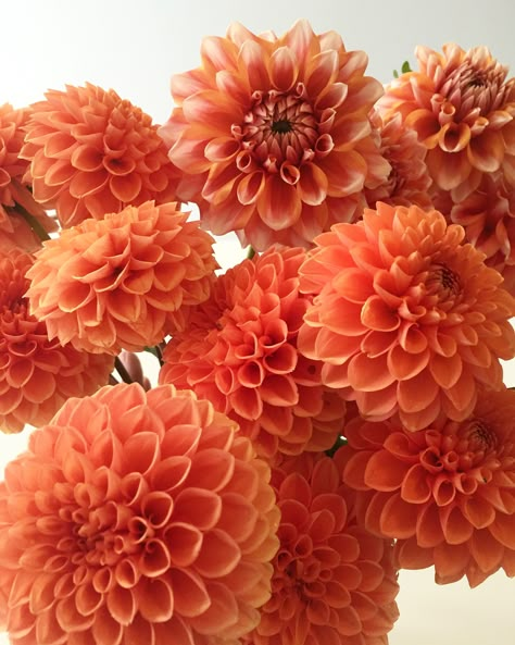 Orange Dahlia Flower, Dahlia Terracotta, Orange Dalia, Allotment Flowers, Rebecca Ramos, Orange Flowers Wedding, Dahlia Orange, Autumn Boho Wedding, Phoebe Wedding