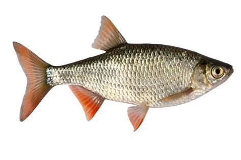 Fish References, Grass Carp, Fish Fin, Spanish Mackerel, Sea Mammal, Fish Icon, Fish Clipart, Cleaning Fish, Fish Drawings