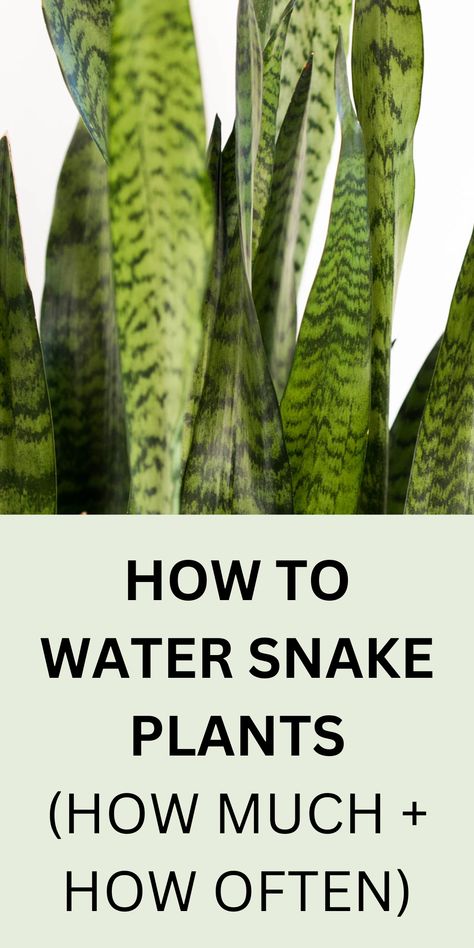 snake plant with green leaves Snake Plant Indoor, Lily Plant Care, Water Snake, Snake Plant Care, Easy House Plants, Lucky Plant, Shade Garden Plants, Design Kitchen Ideas, Kitchen Ideas Modern