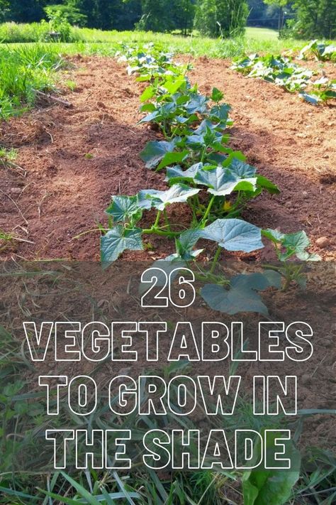 Vegetables Growing, Tattoo Plant, Vegetables To Grow, Vegetable Plants, Vegetable Garden Planning, Vegetable Garden Diy, Plants Growing, Backyard Vegetable Gardens, Garden Veggies