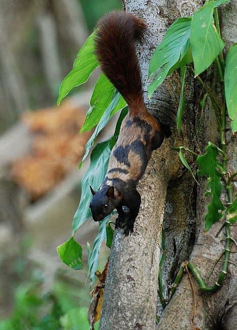 Melanistic Animals, Interesting Animals, Cute Squirrel, Unusual Animals, Rare Animals, Pretty Animals, Silly Animals, Animal Sketches, Wildlife Animals