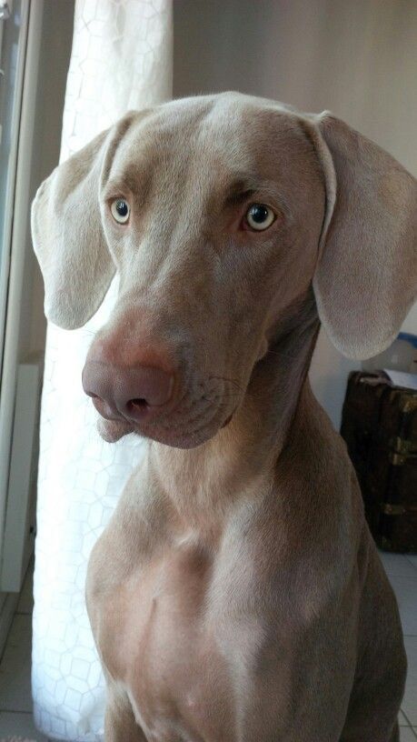 Dog Pictures Funny, Dog Memes Funny, Weimaraner Puppy, Dog Videos Funny, Big Dogs Breeds, Biggest Dog In The World, World Inspiration, Funny Dog Jokes, Biggest Dog