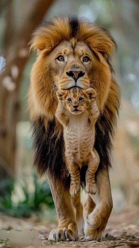 Wild Animals Photography, Wild Animals Pictures, Exotic Cats, Pretty Animals, Majestic Animals, Cute Wild Animals, Cute Animal Photos, Animal Planet, Nature Animals