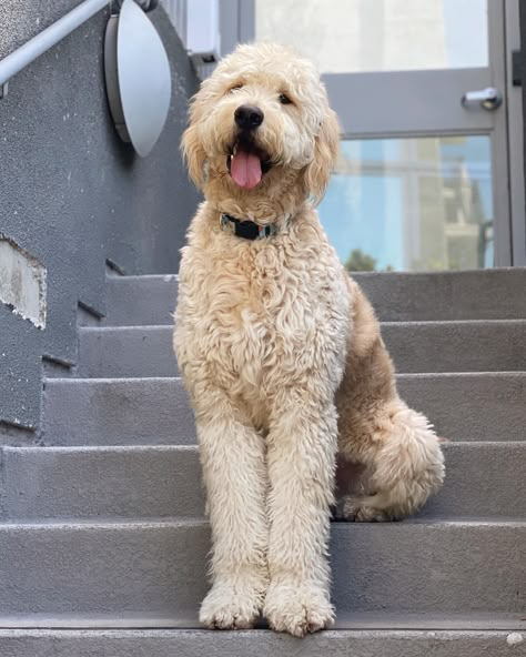 Groodle Full Grown, Full Grown Goldendoodle, Golden Doodles Full Grown, Giant Goldendoodle, Big Goldendoodle, Goldendoodle Full Grown, Doodle Haircuts, Goldendoodle Black, Dr Doolittle