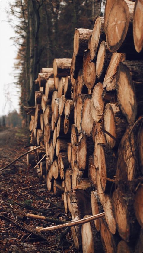 Wood Core Aesthetic, Fire In The Woods, Forestry Aesthetic, Woods Aesthetic, Wood Aesthetic, Anne Of Windy Poplars, Autumn Magic, Photography Camera, Photography Inspo