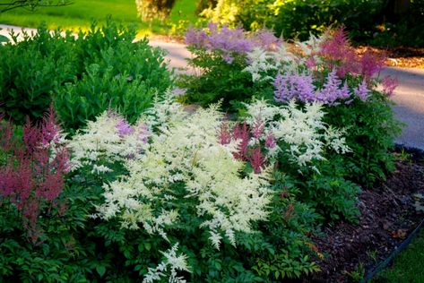 Gardening 101: Astilbe - Gardenista False Spirea, Shade Garden Design, American Garden, Planting Ideas, Gardening 101, Desert Garden, Garden Care, Real Plants, Perennial Plants