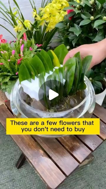 Seed to Flower on Instagram: "Go grab some cuttings from your friend’s house! 
-
👉 Know someone who might be interested in this? Tag them or share this with them! Let’s get everyone in on the green action!
-
Drop a ❤️ if you want more videos like this!
#gardening #garden #gardeningtips #gardenlife #gardeninspiration #gardenideas #gardenlove #gardendesign #gardenersofinstagram #gardenersworld #gardenphotography #gardenlovers #gardenart #gardenbeauty #gardenplants #gardenviews #gardenersparadise #gardeningcommunity #gardenaddict" Propagation Plants, Plants Propagation, Propagating Hydrangeas, Propagate Plants, Desain Pantry, Wildlife Garden, Plant Hacks, Garden Yard Ideas, Free Plants