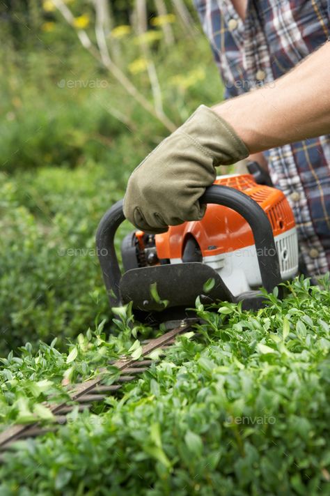 Man trimming hedge by monkeybusiness. Man trimming hedge #AD #trimming, #Man, #monkeybusiness, #hedge Cedar Hedge, Hedge Trimming, Trimming Hedges, Tree Surgeons, Hedge Trimmer, Tree Removal, Lawn Maintenance, Hedge Trimmers, Garden Maintenance