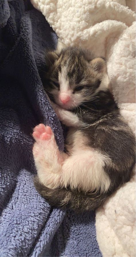 Cat Toe Beans, Small Kitten, Toe Beans, Baby Kittens, Silly Animals, Little Kittens, Funny Cute Cats, Silly Cats