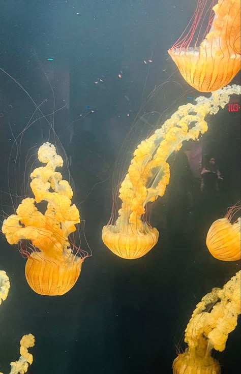 Yellow Jellyfish Aesthetic, Jelly Fish Photography, Gold Jellyfish, Jellyfish Astetic, Yellow Jellyfish, Jellyfish Pictures, Sea Jellies, Princess Jellyfish, Yellow Sea