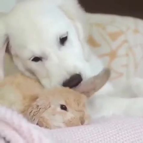 * Better together 😍😍🐶🐰 Credit @a_puppy_and_a_bunny - . . 🚫 NOT Bunny And Dog Together, Puppy And Bunny, Dog And Bunny, Better Together, Best Couple, Puppies, Dogs, Animals, Quick Saves