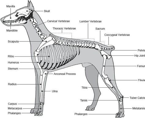 Dobe bones Skeleton Structure, Dog Skull, Vet Medicine, Doberman Love, Dog Anatomy, Dog Skeleton, Vet Assistant, Doberman Dogs, Dog Facts