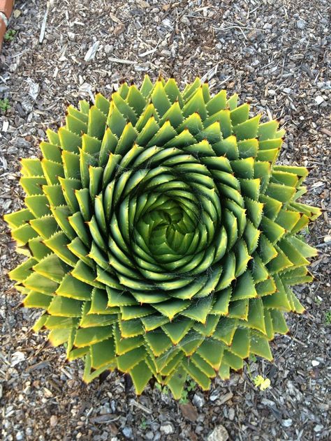 Fractal pattern Fractals In Nature, Kaktus Dan Sukulen, Spirals In Nature, Geometry In Nature, Fibonacci Spiral, Fractal Patterns, Aloe Vera Plant, Foto Tips, Cactus Y Suculentas