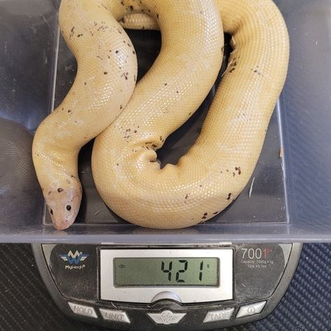 Paradox Snow Stripe Kenyan Sand Boas by Soflo Sand Boas - MorphMarket Kenyan Sand Boa Morphs, Kenyan Sand Boa, Danger Noodles, Danger Noodle, Reptiles, Noodles, Frozen, Funny, Quick Saves