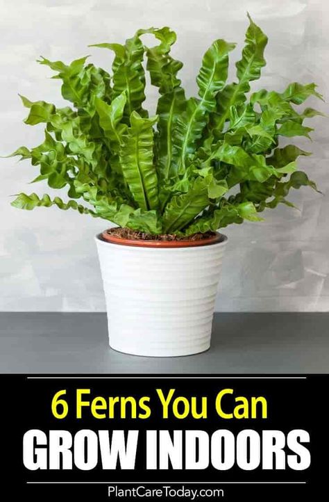 Ferns amazing foliage variety, forms and delicacy of pattern makes them popular for growing ferns as houseplants at home, patio or the sunroom. Potted Ferns Indoors, Fern Varieties Indoor, Types Of Ferns Indoor, Indoor Ferns Houseplant, Fern Types, Crispy Wave Fern, Fern Varieties, Indoor Ferns, Types Of Ferns