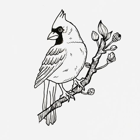 Cameron Parks (@parks_designs) posted on Instagram: “Drew this cardinal design for my next tattoo. I can’t wait to add to my sleeve.  #tattoo #tattoos #tattoodesign #cardinal #cardinaltattoo…” • Jul 19, 2019 at 8:15pm UTC Cardinal Tattoo Design, Cardinal Drawing, Cardinal Design, Cardinal Tattoo, Cardinal Tattoos, Drawing Tattoo, Call Art, Next Tattoo, Parking Design