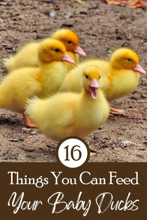 Diy Duck Food, What To Feed Ducks, Quack Shack, Duck Enclosure, Duckling Care, Survival Knowledge, Duck Feed, Animal Farming, Backyard Ducks