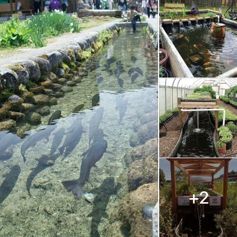 Greenhouse Fish Pond, Aesthetic Aquaponics, Backyard Fish Farm, Trout Aquaponics, Fish Aquaponics, Greenhouse Pond, Aquaculture Fish Farming, Homesteading Aesthetic, Tilapia Farming