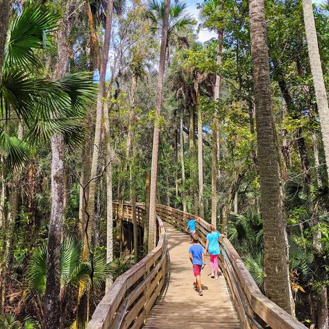 Manatees In Florida, Blue Springs State Park, Manatee Florida, Beautiful Florida, Visit Orlando, Florida Adventures, Florida State Parks, Florida Springs, Places In Florida