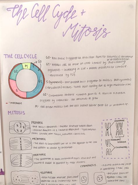 A level biology cell cycle revision notes-cells #school #study #revision #alevels #biology Biology Revision Gcse Mitosis, Cell Differentiation Notes, Nat 5 Biology Notes, The Cell Cycle Notes, Stem Cell Notes, Biology Honors Notes, Biology Paper 2 Notes, Bipc Notes, Ocr A Level Biology Notes