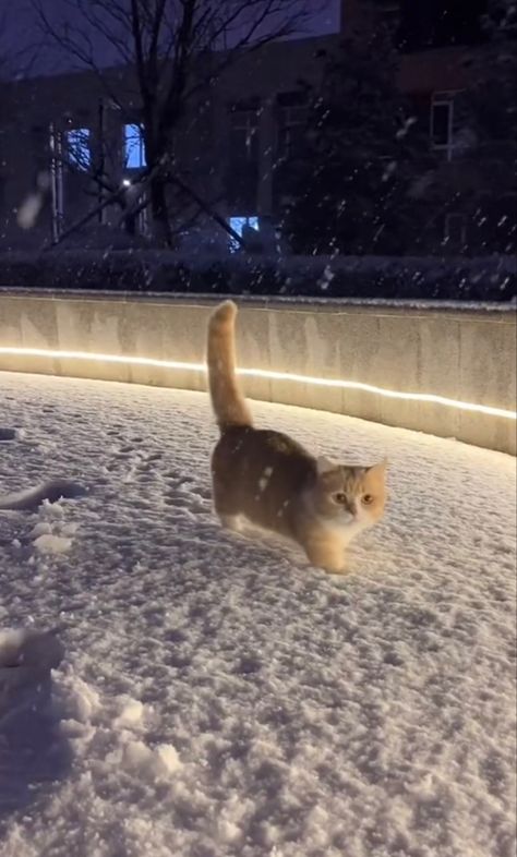 Essen, Winter Snow Aesthetic, Cat In The Snow, Cats Tabby, Cat Winter, Snow Aesthetic, Ginger Cat, Tabby Cat, Winter Snow