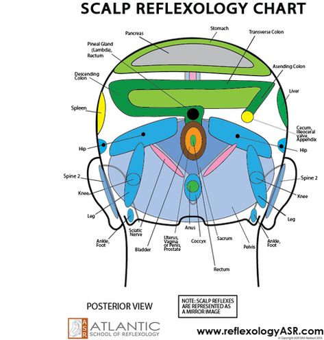 Head Reflexology Chart, Scalp Reflexology Chart, Scalp Pressure Points, Scalp Spa, Therapy Practice, Hand Reflexology, Reflexology Chart, Sale Off, Acupressure Points