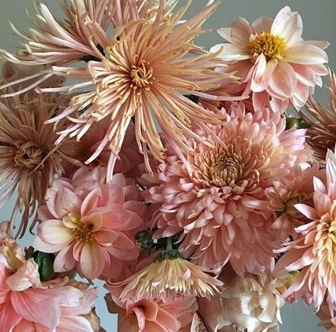 Cultivated by Christin Mums Flowers Aesthetic, Apricot Crush, Pink Mums, Peach Garden, Interesting Textures, Mums Flowers, Flower Vase Arrangements, Flower Names, Flower Inspiration