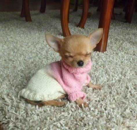 This Sleepy Little Princess Psy Chihuahua, Baby Chihuahua, Bulldog Francese, Teacup Chihuahua, Clean Memes, Cute Chihuahua, Funny Dog Pictures, Chihuahua Dog, Chihuahua Puppies