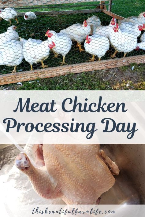 Chicken Processing, Raising Meat Chickens, Chicken Plucker, Homestead Skills, Chickens For Beginners, Live Chicken, Meat Birds, Chicken Raising, Broiler Chicken