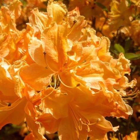 Yellow Azalea Rhododendron Plant Live Shrubs Bushes Flowers in 4" Pot, Very Hardy, Golden Color Rhododendron Aesthetic, Azalea Aesthetic, Rhododendron Plant, Azalea Flower, Stone Lantern, Japanese Garden Design, Garden Shrubs, Koi Pond, Golden Color