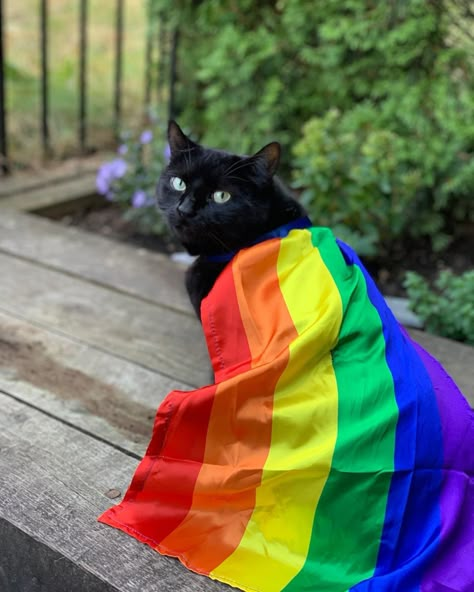 Flag Lgbt, Rainbow Flag Lgbt, Lgbtq Funny, Pride Day, Silly Cats Pictures, Rainbow Cat, Bad Cats, Flag Background, Cat Icon