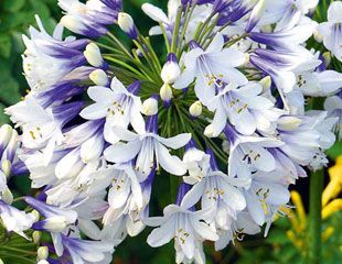 Agapanthus twister deciduous bi colour Agapanthus Blue, Agapanthus Plant, Agapanthus Africanus, Dianthus Barbatus, African Lily, Fruit Bushes, Seaside Garden, Cucumber Plant, Coastal Gardens