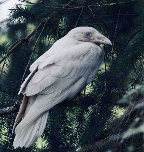 White Owl Aesthetic, Owl Aesthetic, White Owl, Crows, Ravens, Birds, Animals, White, Quick Saves