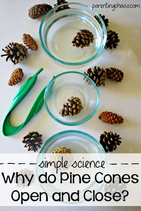 17 Winter Activities for Kids In Preschool and Up - The Krazy Coupon Lady Tree Webbing, Vetenskapliga Experiment, Science Experience, Pre-k Science, Fall Science, Kid Science, Camp Activities, Science Experiments For Preschoolers, Tree Study