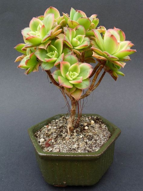 How to Make Succulent Bonsai Aeonium Kiwi, Kaktus Dan Sukulen, Bonsai Tree Care, Succulent Bonsai, Succulent Garden Diy, Types Of Succulents, Growing Succulents, Succulent Gardening, Miniature Plants