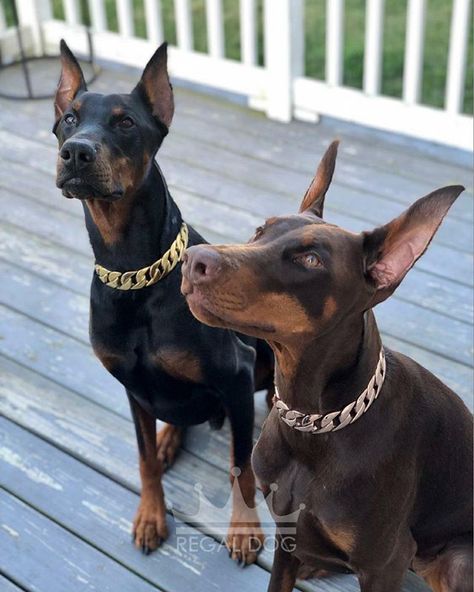 Doberman Pinscher Aesthetic, Doberman Collar, Doberman Pinscher Puppy, Dog Soldiers, Amstaff Puppy, Rare Dogs, Doberman Love, Luxury Dog Collars, Doberman Pinscher Dog