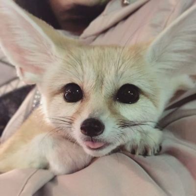 15 Interesting Facts About Fennec Foxes | PetPress Fox, Art, Fennec Fox, Bed, White