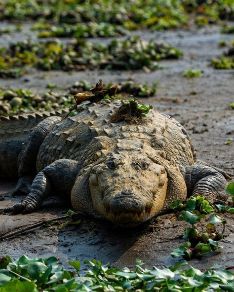 A saltwater crocodile in Australia Australian Crocodile, Deadly Animals, Saltwater Crocodile, Crocodiles, Endangered Animals, Super Bikes, Plant Life, Reptiles, Australia