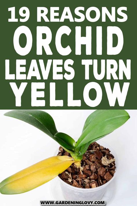 Yellow leaves in orchid may be a symptom of a disease and also the orchid’s leaves could be turning yellow due to old foliage. In this post, we provided 19 reasons orchid leaves turn yellow and how to fix it. Orchid Leaves Turning Yellow, Orchids Care, Phalaenopsis Orchid Care, Repotting Orchids, Oxalis Triangularis, Orchids In Water, Indoor Orchids, Gardening Indoors, Orchid Plant Care