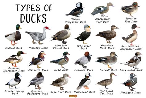 Duck Facts, Types, Identification, Habitat, Diet, Adaptations Types Of Duck Breeds, Types Of Ducks Chart, Breeds Of Ducks, Duck Breeds Chart, Facts About Ducks, Duck Habitat, Duck Identification, Ducks Photos, Geese Breeds