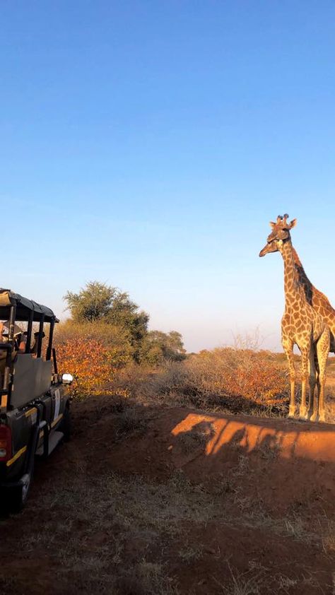 Could this view get any better?  Game drives and activities can be done on Mapesu Private Game Reserve with one of our professionally trained guides.   Bookings for the lodge, self-catering units, tents or campsite can be made by sending us an email to bookings@mopanebushlodge.com or by calling us directly on +27 83 633 0795.   #giraffe #mapesuprivategamereserve #mopanebushlodge #safari #gamedrive #northernlimpopo #southafrica #africa African Lodges, Bush Lodge, Provinces Of South Africa, Luxury Safari Lodge, South Africa Safari, Game Lodge, Luxury Safari, Safari Lodge, Africa Safari