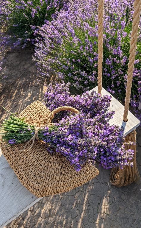 Lavender farm field violet flowers nature Flowers Lavender Aesthetic, Lavendar Plant Aesthetic, Field Of Lavender Aesthetic, Lavender And Vanilla Aesthetic, Lavender Garden Aesthetic, Lavender Farm Aesthetic, Lavender Academia, Lavender Plant Aesthetic, Lavender Flowers Aesthetic